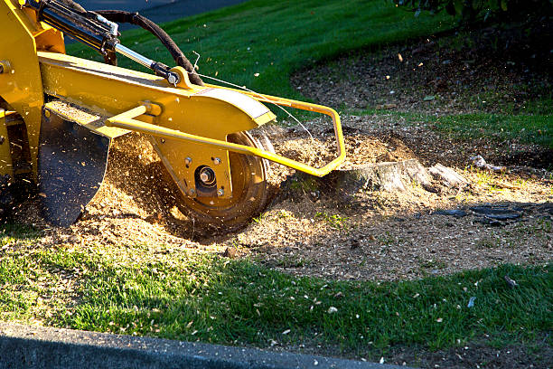 Grass Overseeding in Elkin, NC